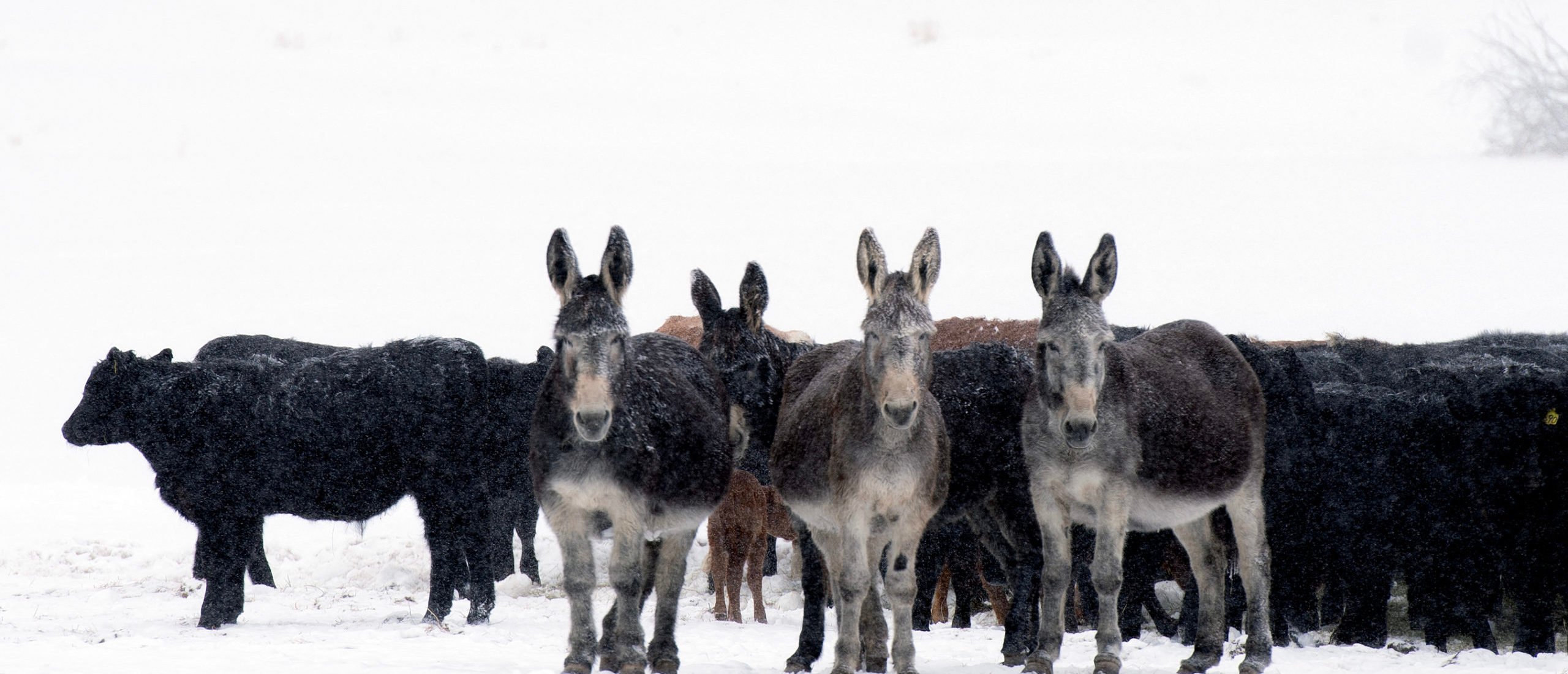 Donkeys watch over a herd of cattle at the Sherman Creek Ranch outside of the town of Walden in Jackson County, Colorado, on March 27, 2023. Rancher, Don Gittleson, who leases the land to raise cattle, has been dealing with a pack of roaming wolves that migrated into Colorado from the neighboring state of Wyoming. Since 2019, the pack has taken eight of his cows. In an attempt to protect his herd, Gillteson received six feral donkeys from Colorado Parks and Wildlife (CPW). Referred to as donkey defenders, the donkeys become possessive of the herd, and can offer a first-line of protection. In 2020, Colorado voters passed Proposition 114, which required Colorado Parks and Wildlife to reintroduce gray wolves to designated lands on the western side of the Continental Divide no later than December 31, 2023. The recent lose of livestock has presented challenges to the outcome of the reintroduction program. (Photo by Jason Connolly / AFP)