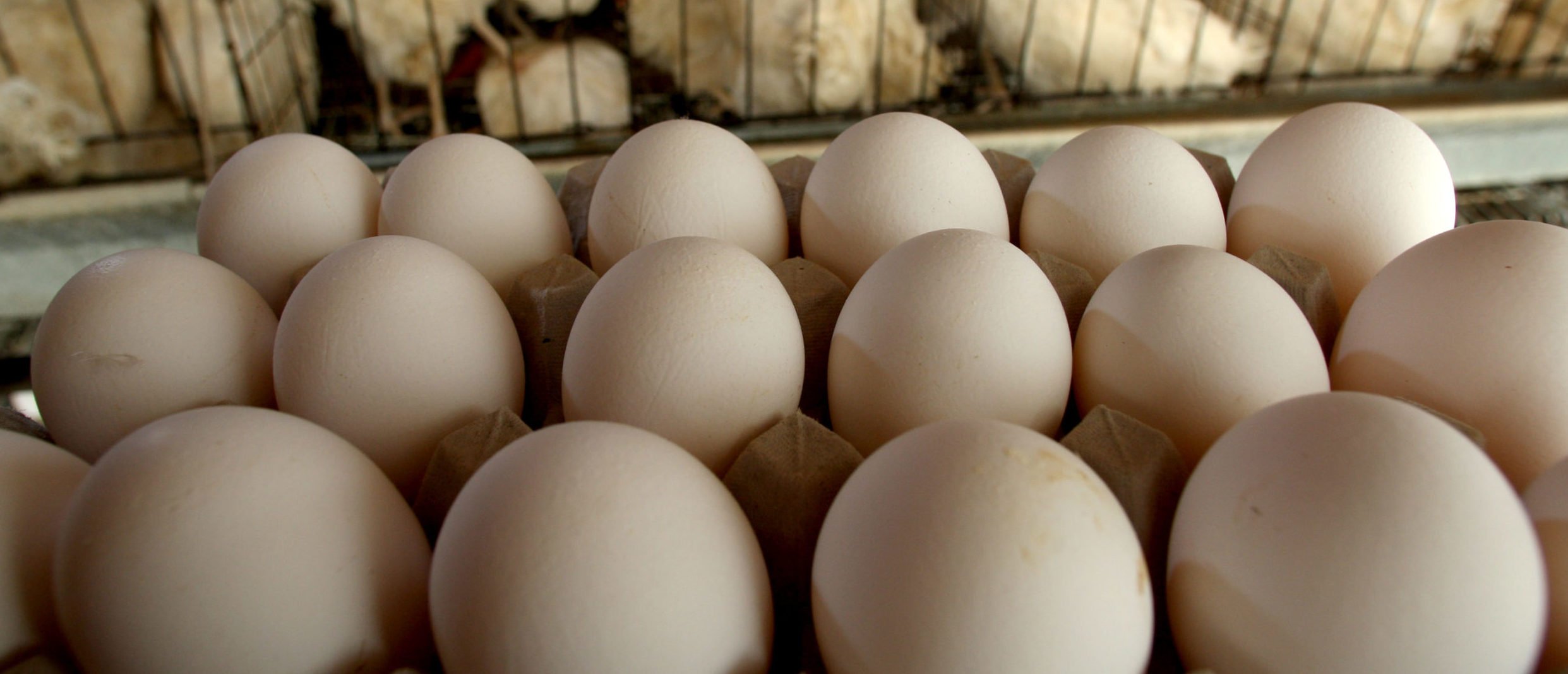 FDA Issues Egg Recall As Dozens Infected With Salmonella Across 9